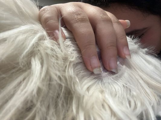 Mid-Peninsula Animal Hospital